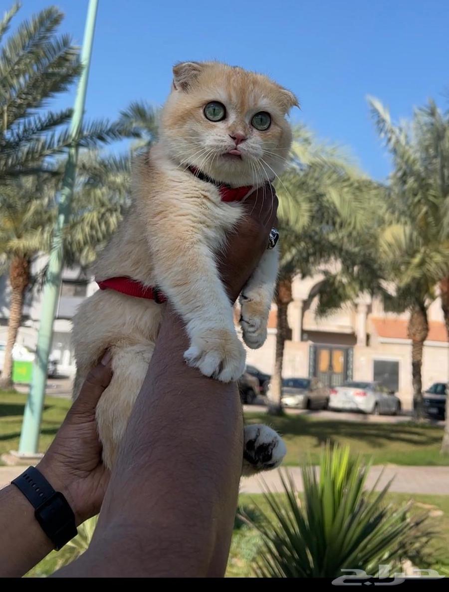 Cat for mating, Triple Fold Gold at a reasonable price for everyone, and the production is luxurious.63078183426562111