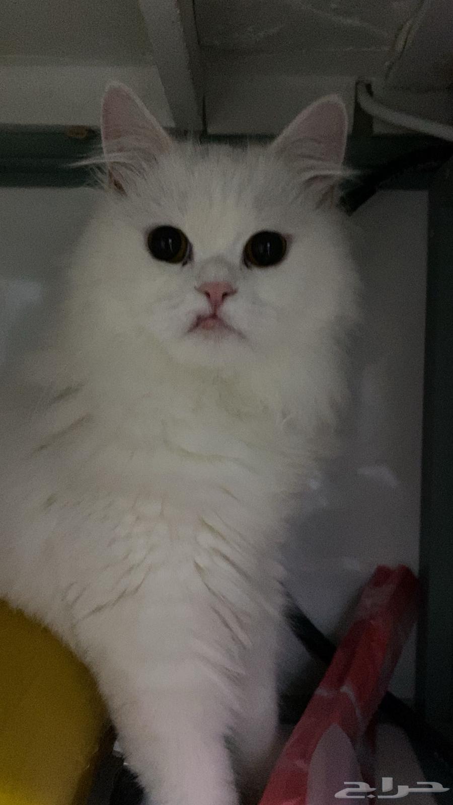 A lost cat (reward 1000) for whoever finds it63074140481794111