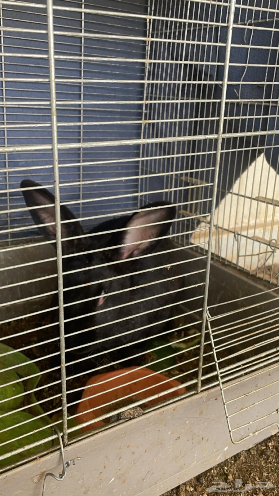 Rabbits for sale63075411637250111