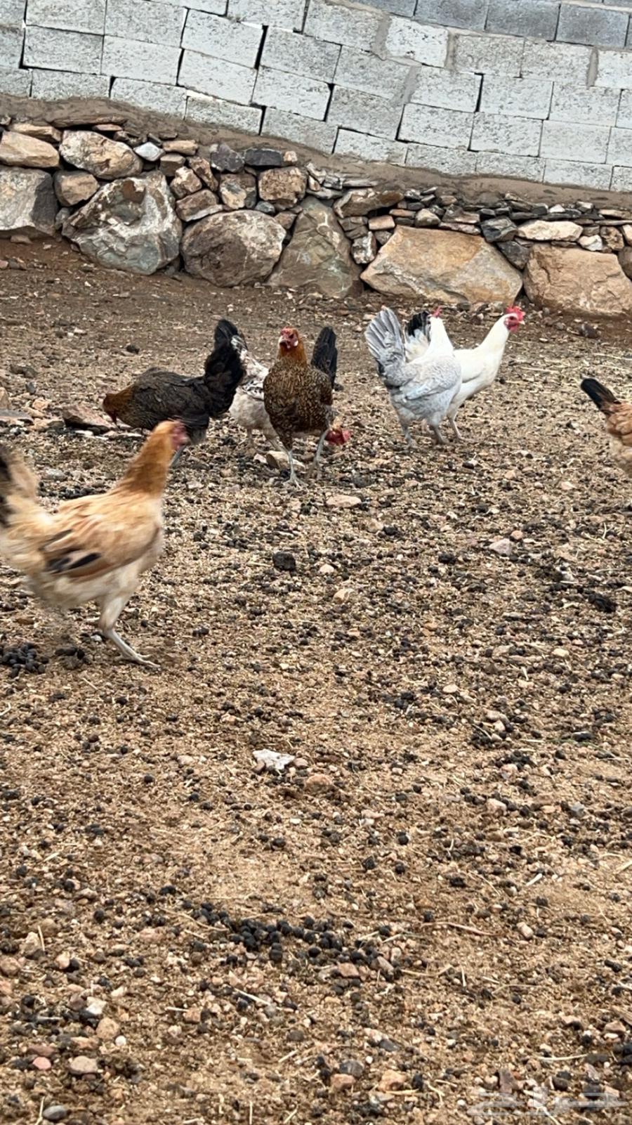 Local chicken for sale63074980983937111
