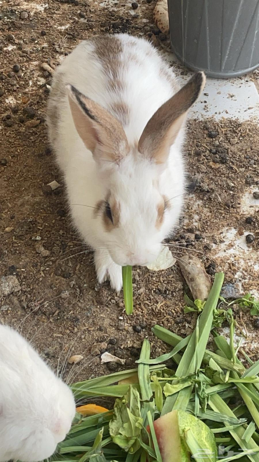 Rabbits for sale63075411637250114