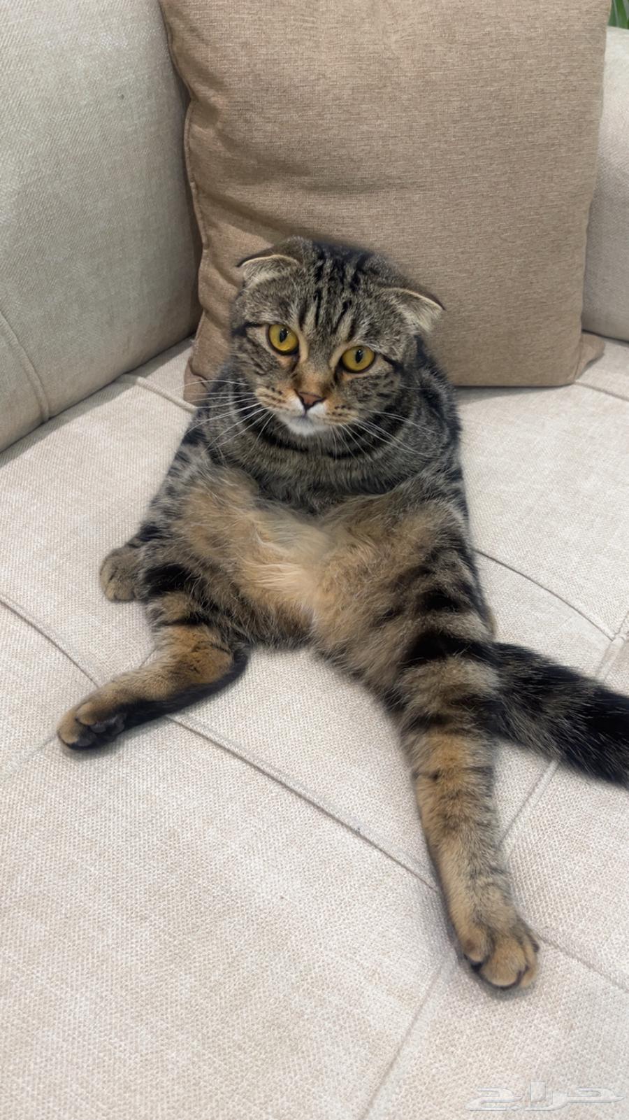 Scottish Fold cat for sale63074166470915113