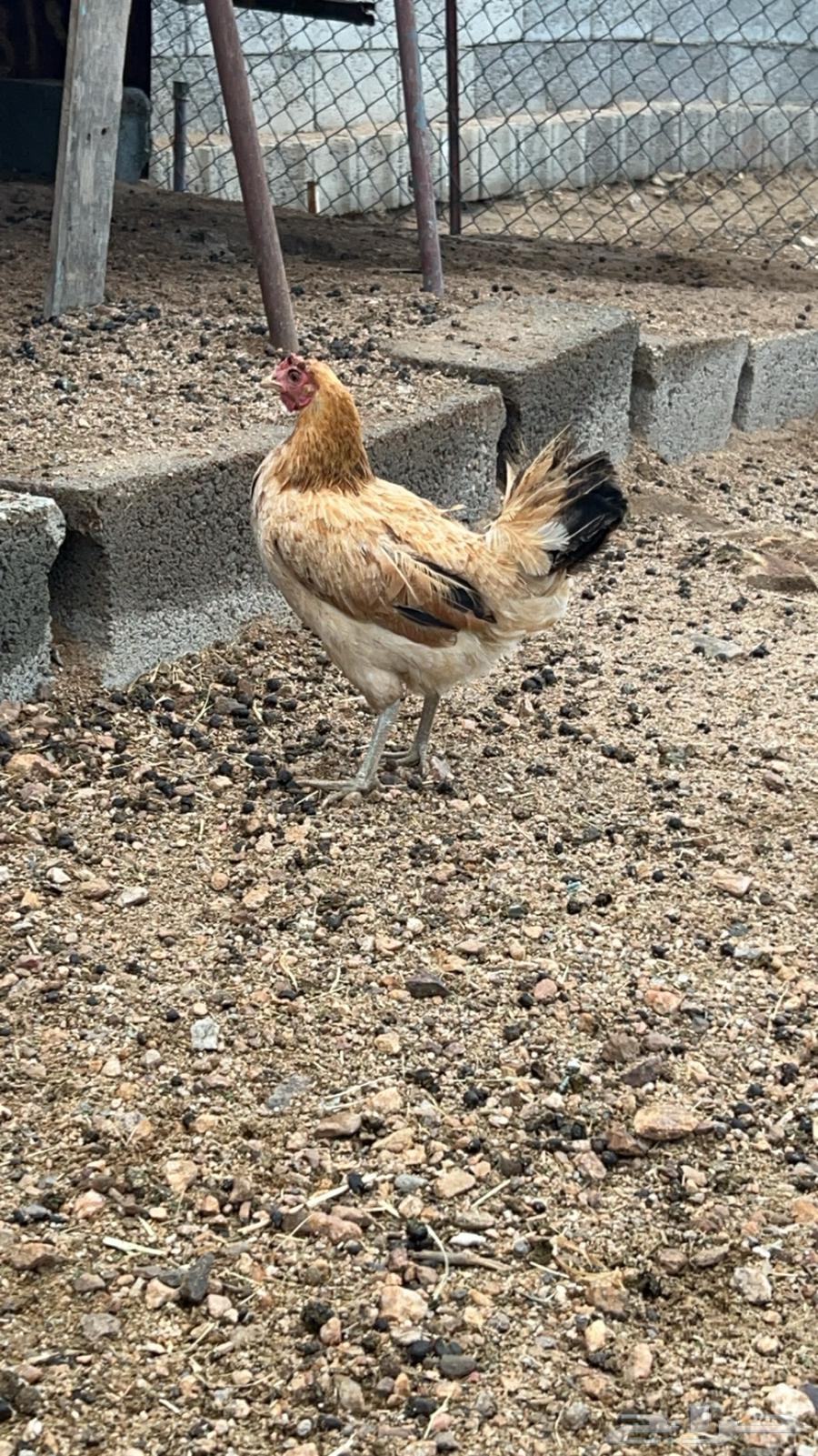 Local chicken for sale63074980983937113