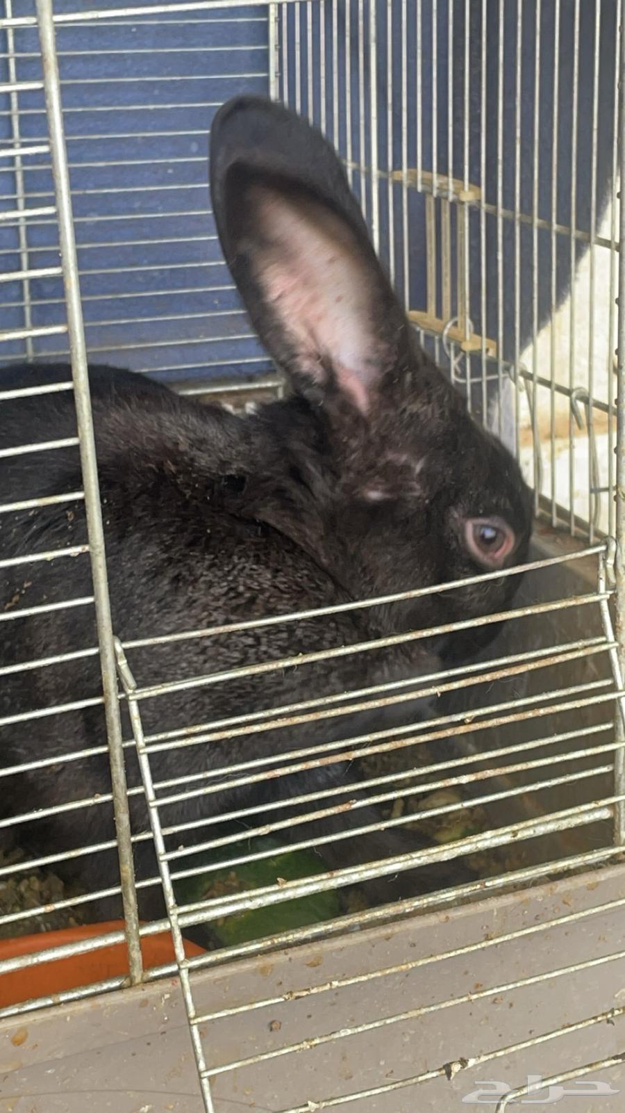 Rabbits for sale63075411637250112