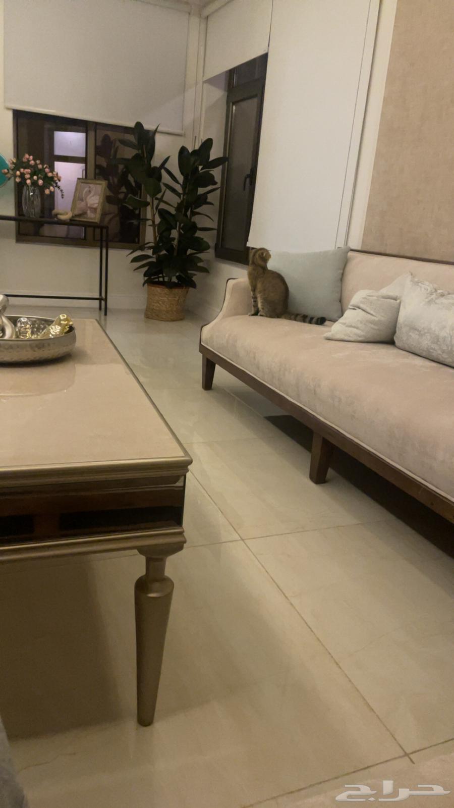 سكوتش فولد انثى 8 اشهر صحتها ممتازة ب 300 مع أغراضها63075824313219110