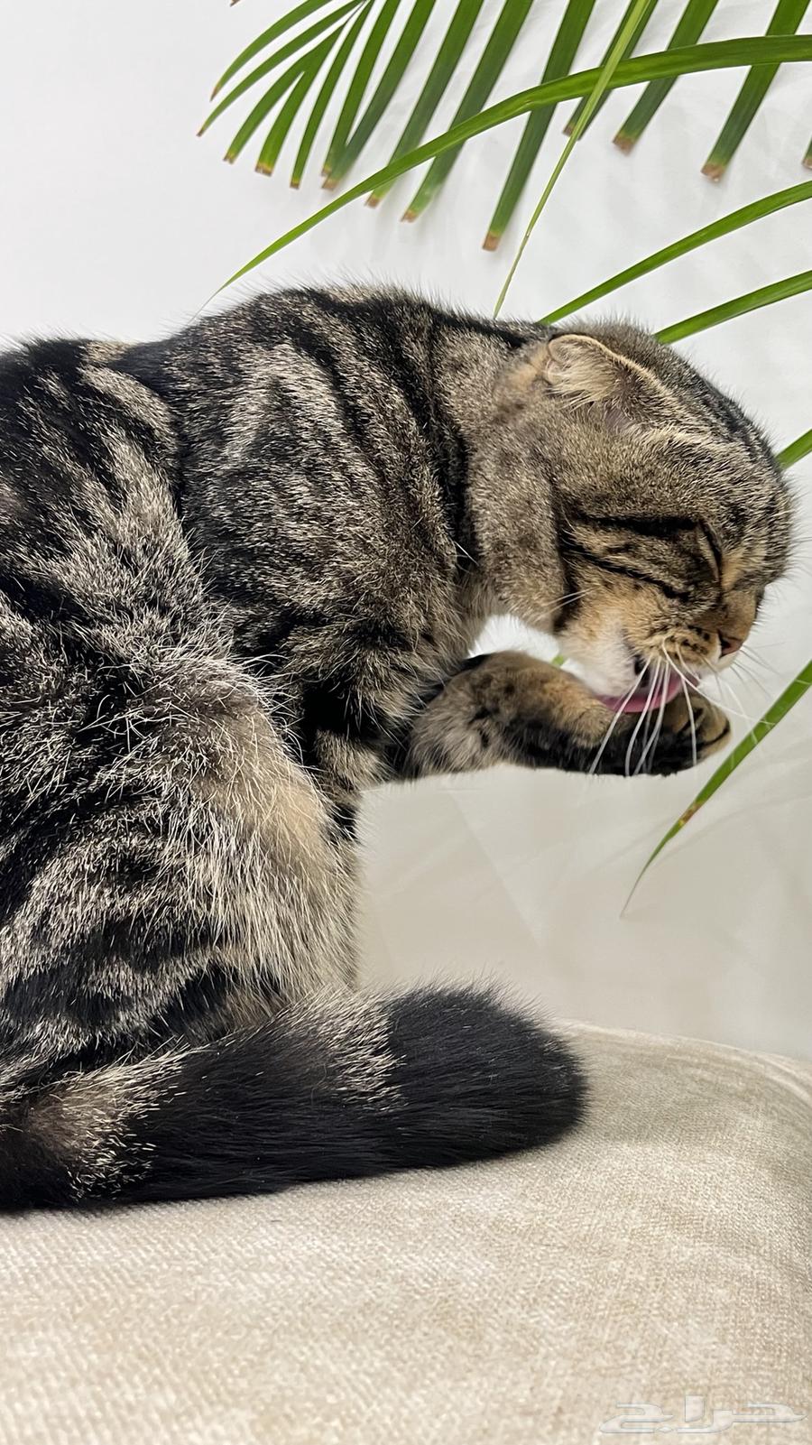 Scottish Fold cat for sale630741664709151111