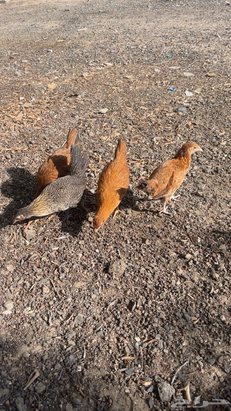 Local chicken for sale63074564011265118