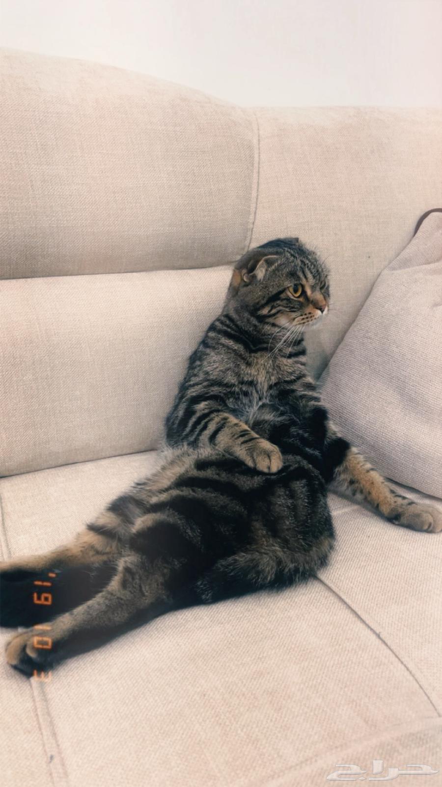Scottish Fold cat for sale63074166470915112