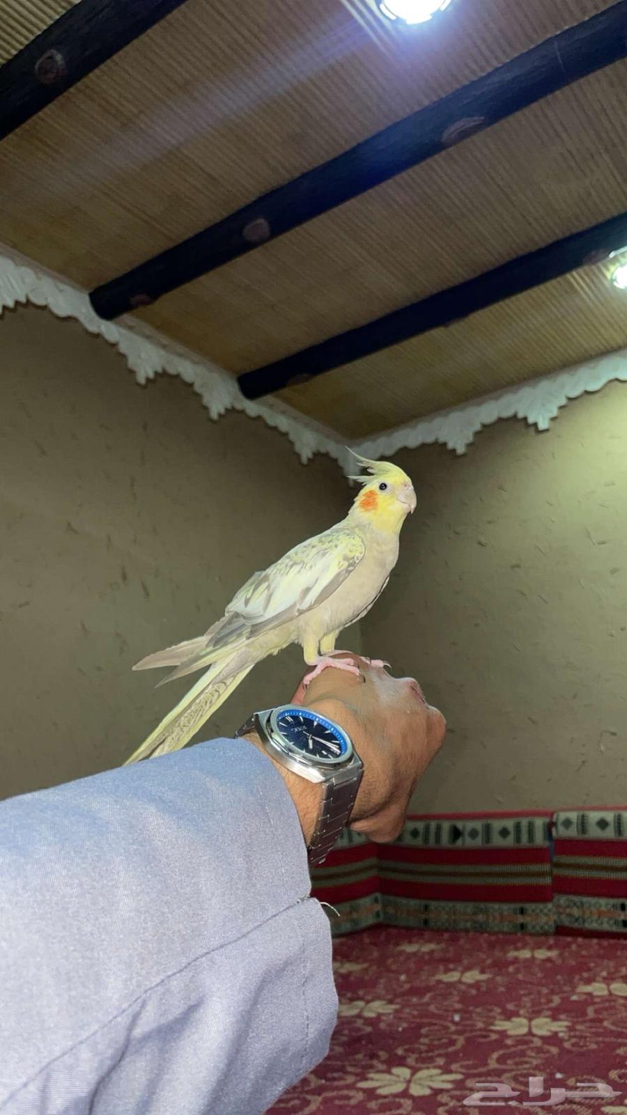 ببغاء كروان اليف63073331822339111