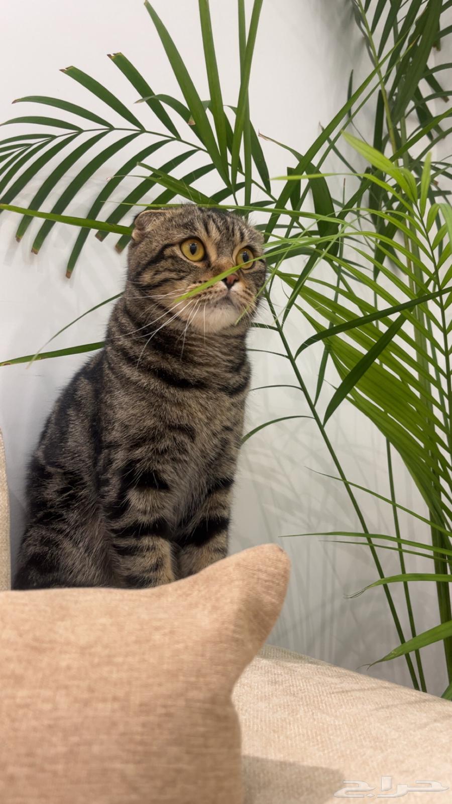 Scottish Fold cat for sale63074166470915114