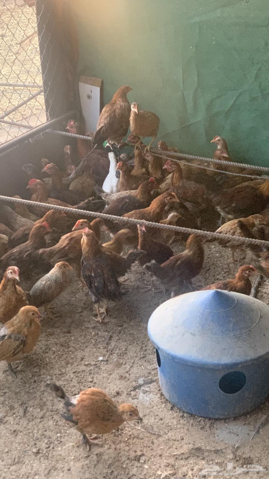صوص بلدي تم البيع63073769518211111
