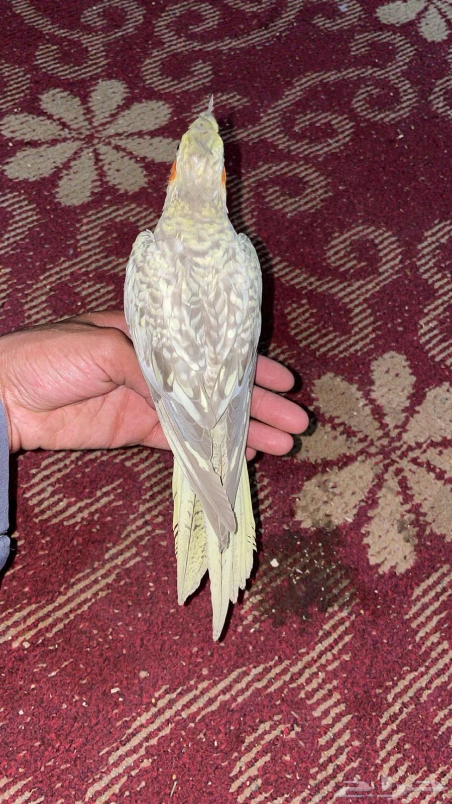 ببغاء كروان اليف63073331822339112