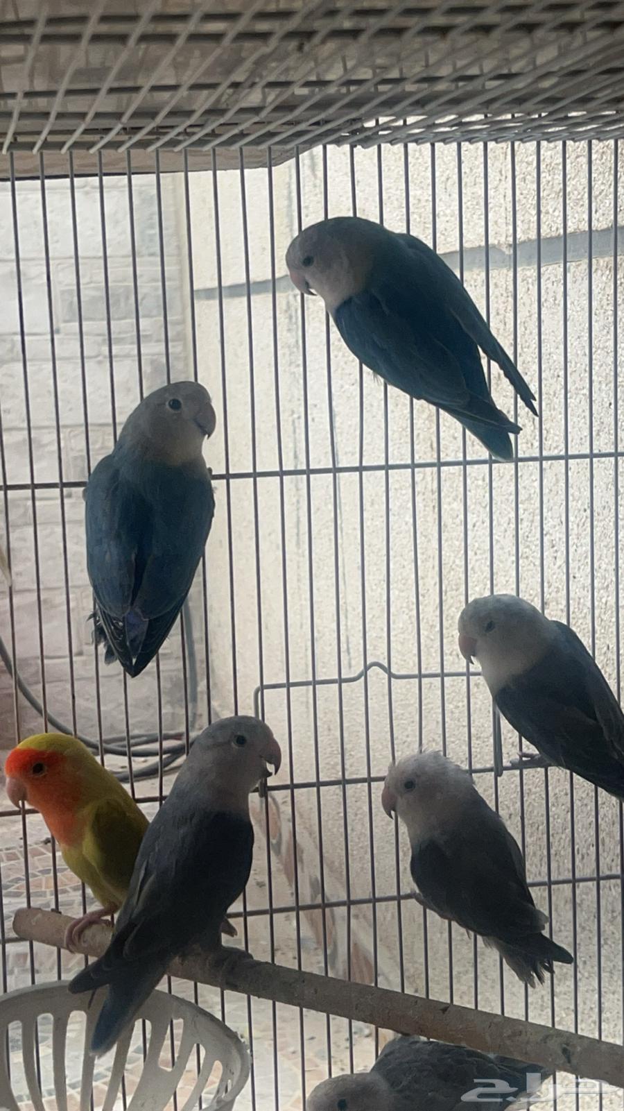 للبيع روز مجموعه منتجين الي توقف عليه السومه نصيبه630754064367371121