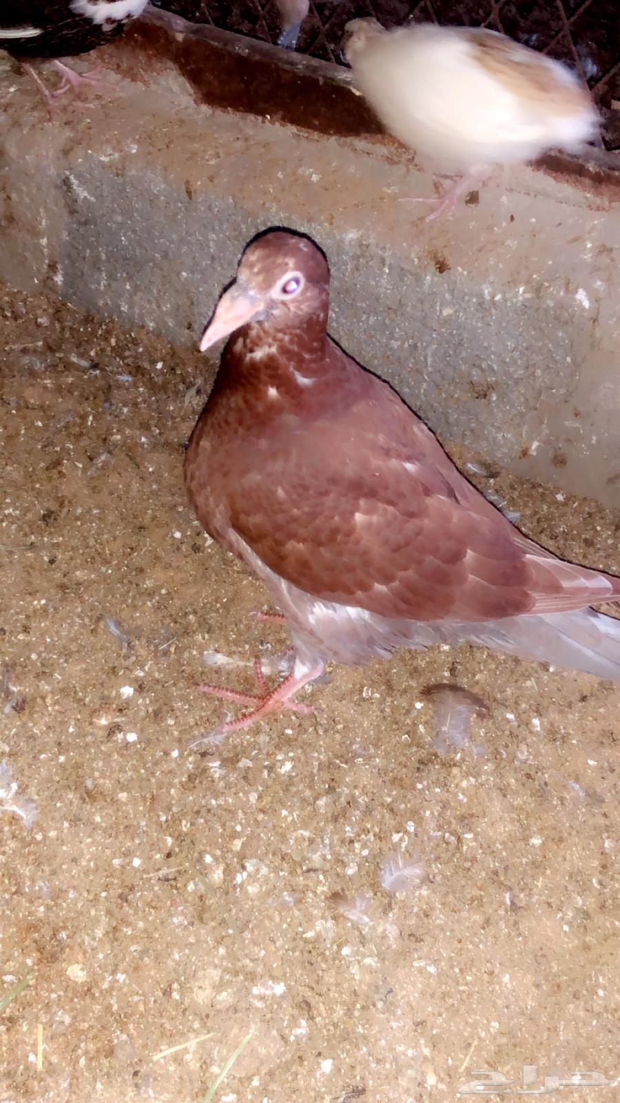 Egyptian pigeon hen63073770117763113