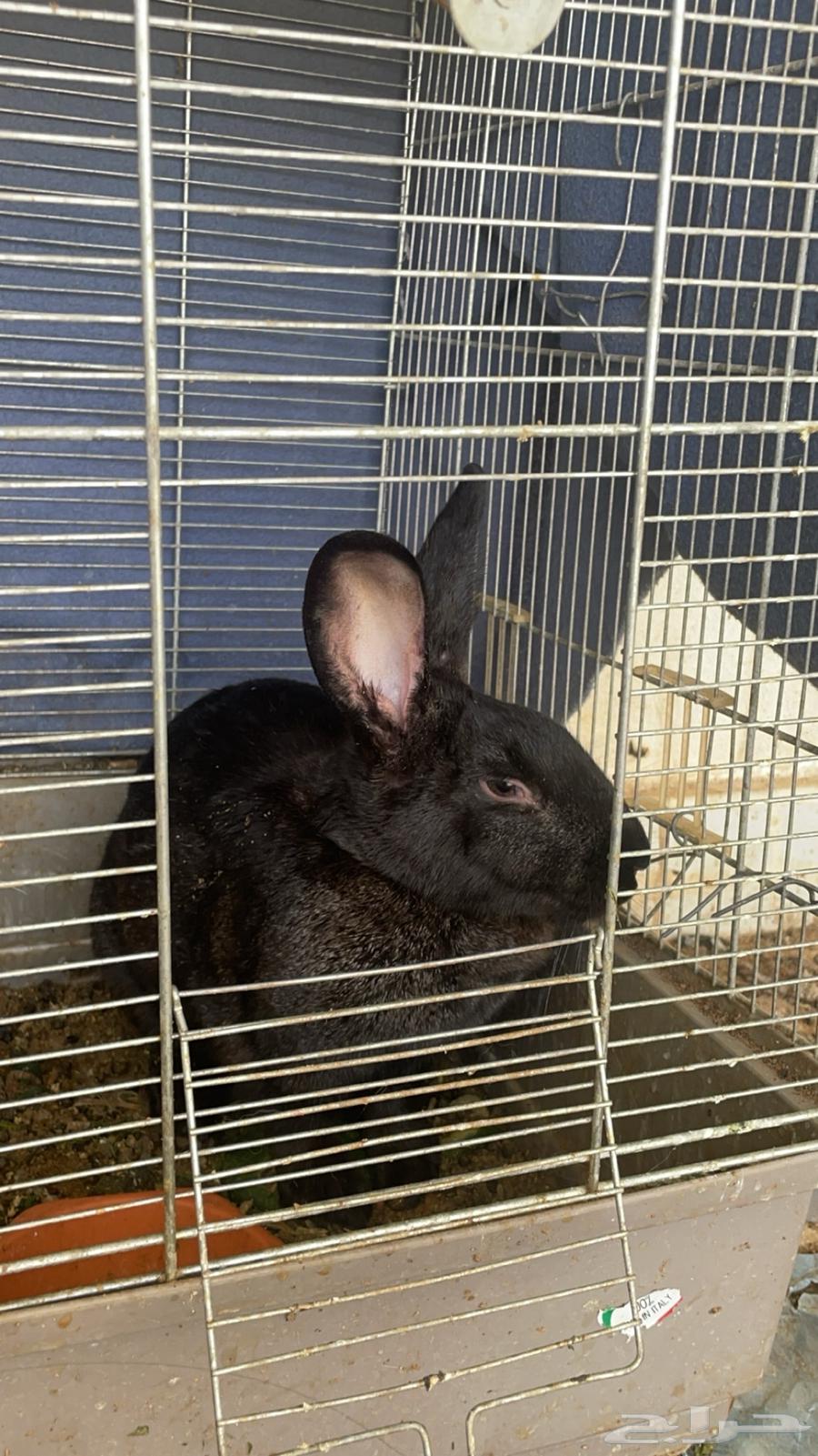 Rabbits for sale63075411637250113
