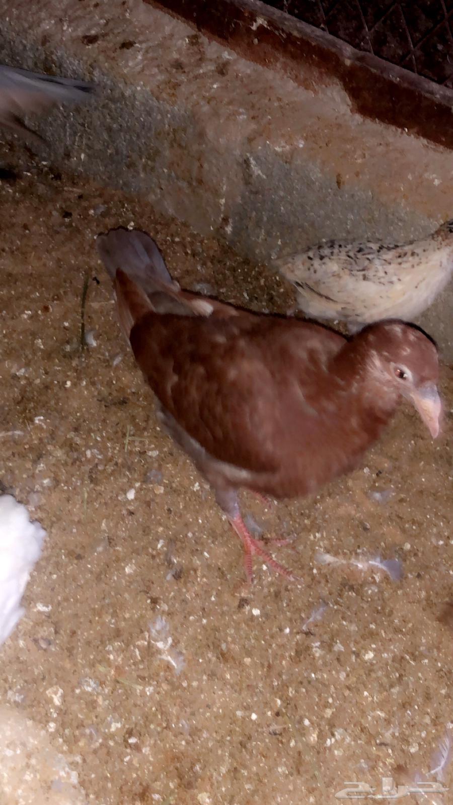 فراخة حمام مصري63073770117763111