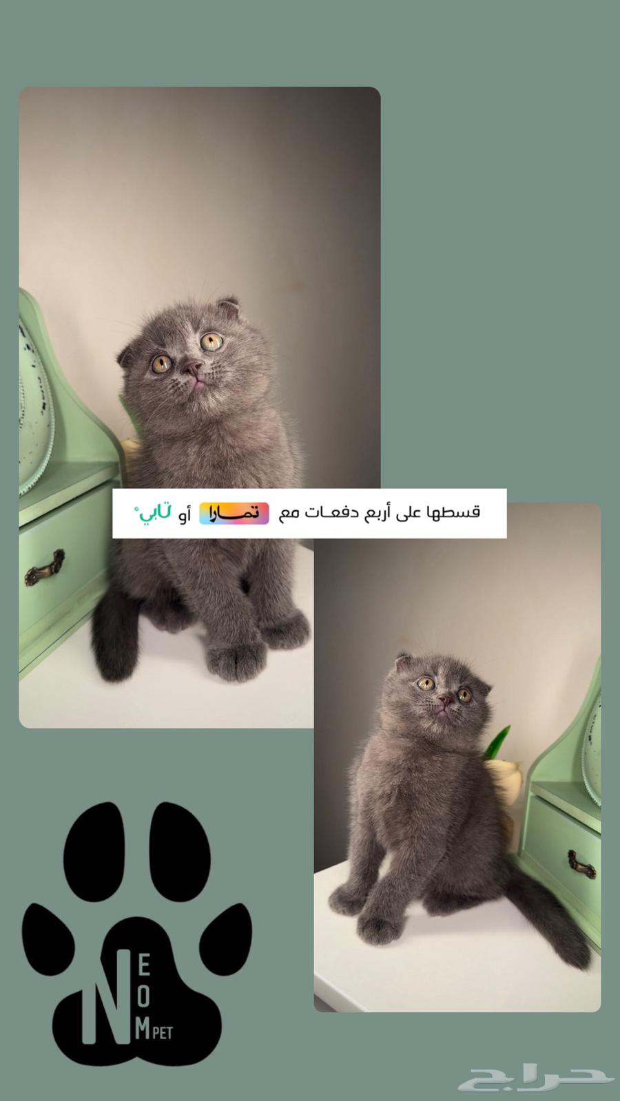 Kittens for sale in Jeddah, Mecca, Medina. Scottish Fold, Persian, Himalayan breeds available.63074166931074111