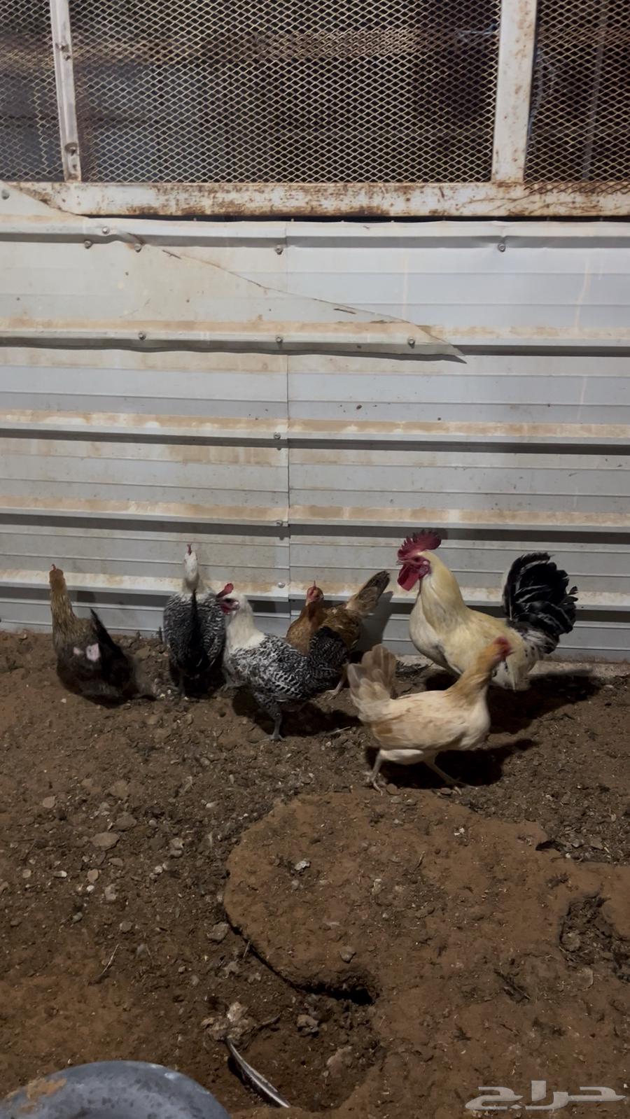 ديك فيومي وخمس دجاجات تم البيع63076574568707111