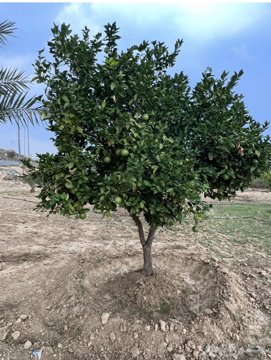 يوكن63108138523395111