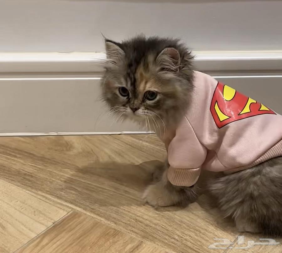 cat63074564162051113