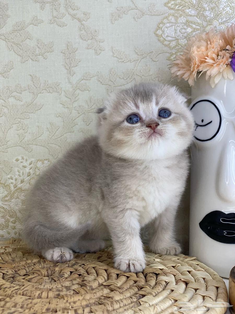Cats cat cats cat British Shorthair Scottish Fold Tabby Fold Pure kittens cat63074574016003112