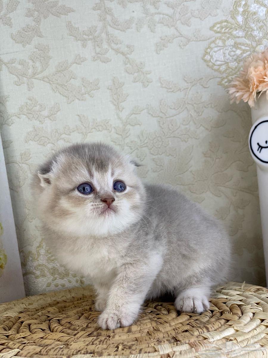 Cats cat cats cat British Shorthair Scottish Fold Tabby Fold Pure kittens cat63074574016003113