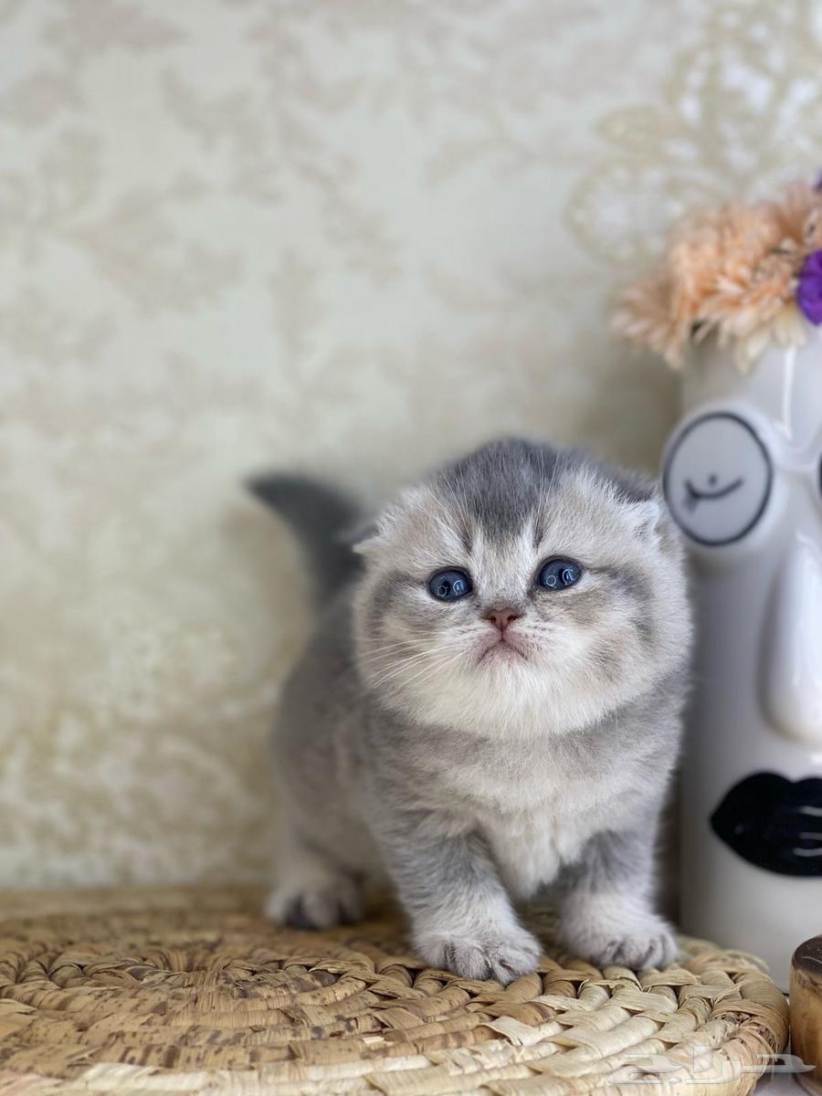 Cats cat cats cat British Shorthair Scottish Fold Tabby Fold Pure kittens cat63074574016003114