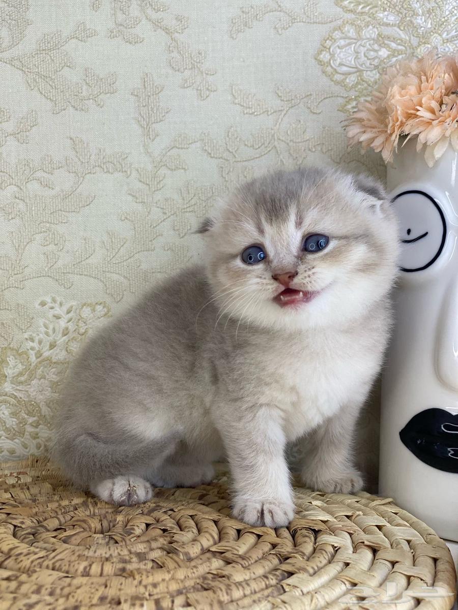 Cats cat cats cat British Shorthair Scottish Fold Tabby Fold Pure kittens cat63074574016003111
