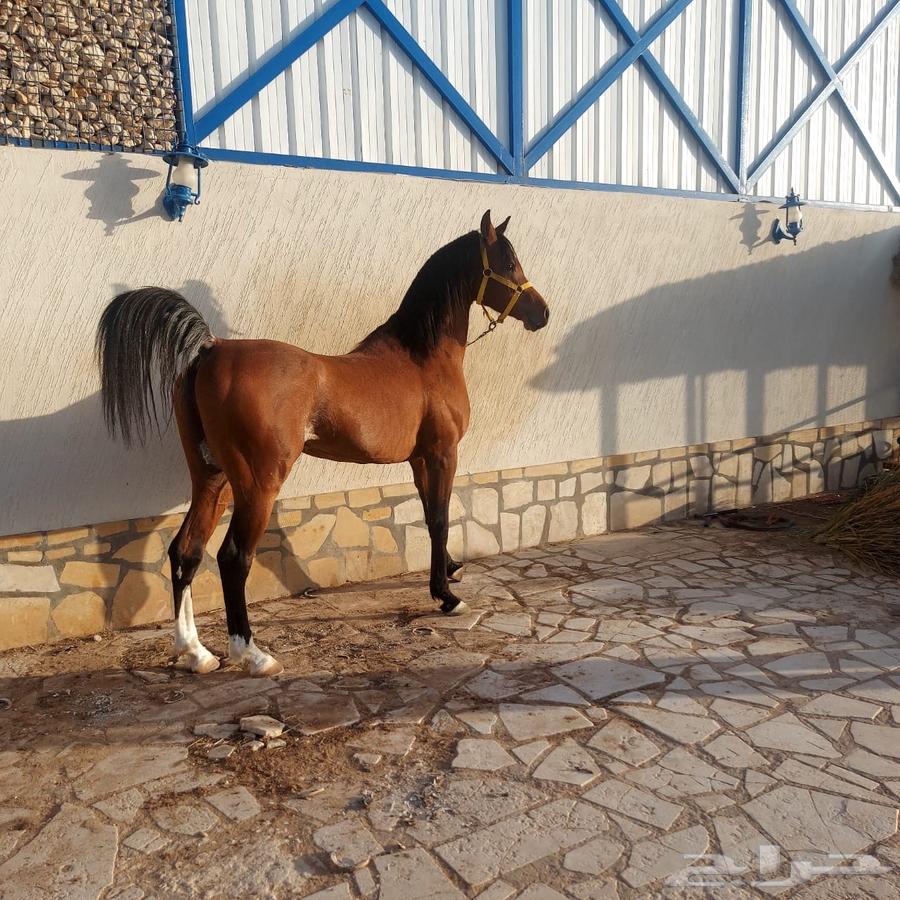 A stallion horse with excellent riding630754061896991113
