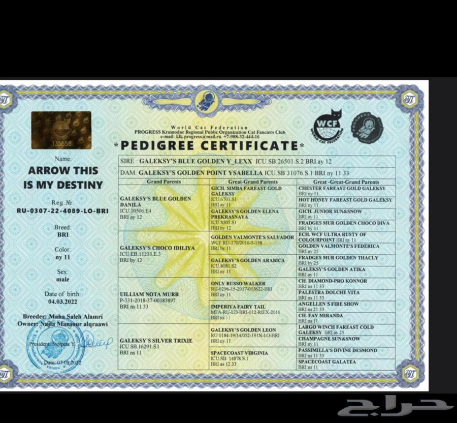 Cat breed Persian imported with mating certificate63074140620418112