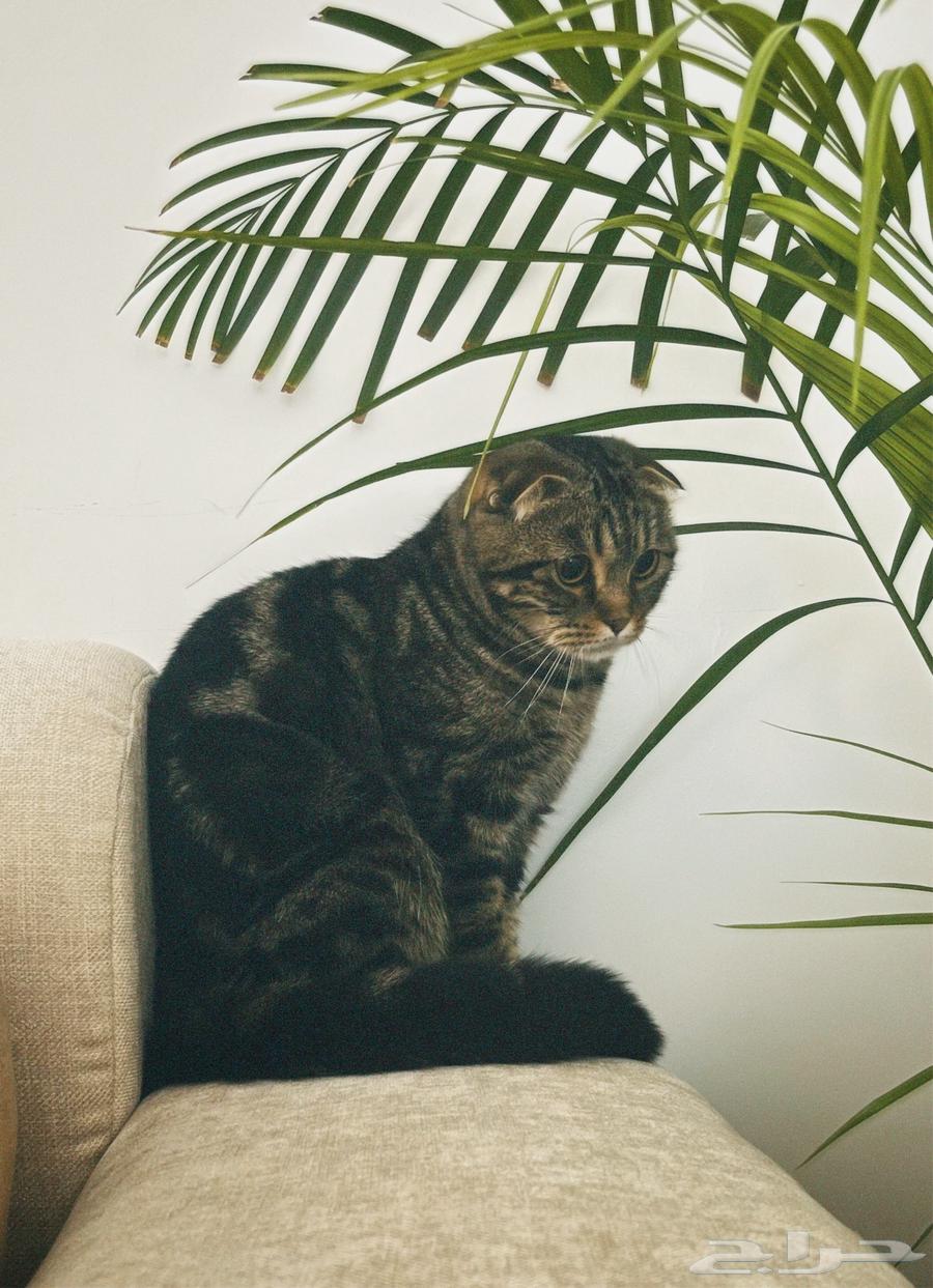 Scottish Fold cat for sale63074166470915111