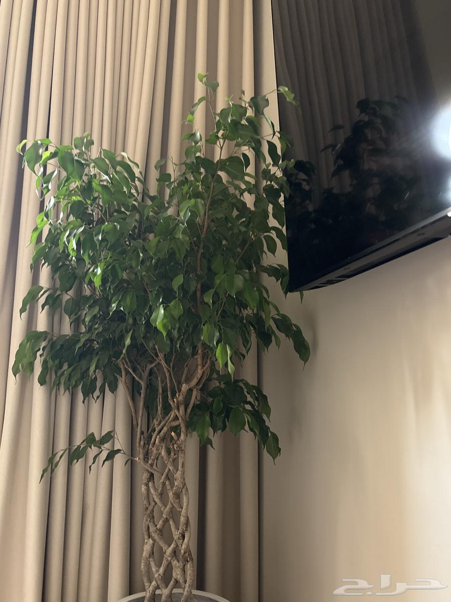 Indoor plants63077375696898116