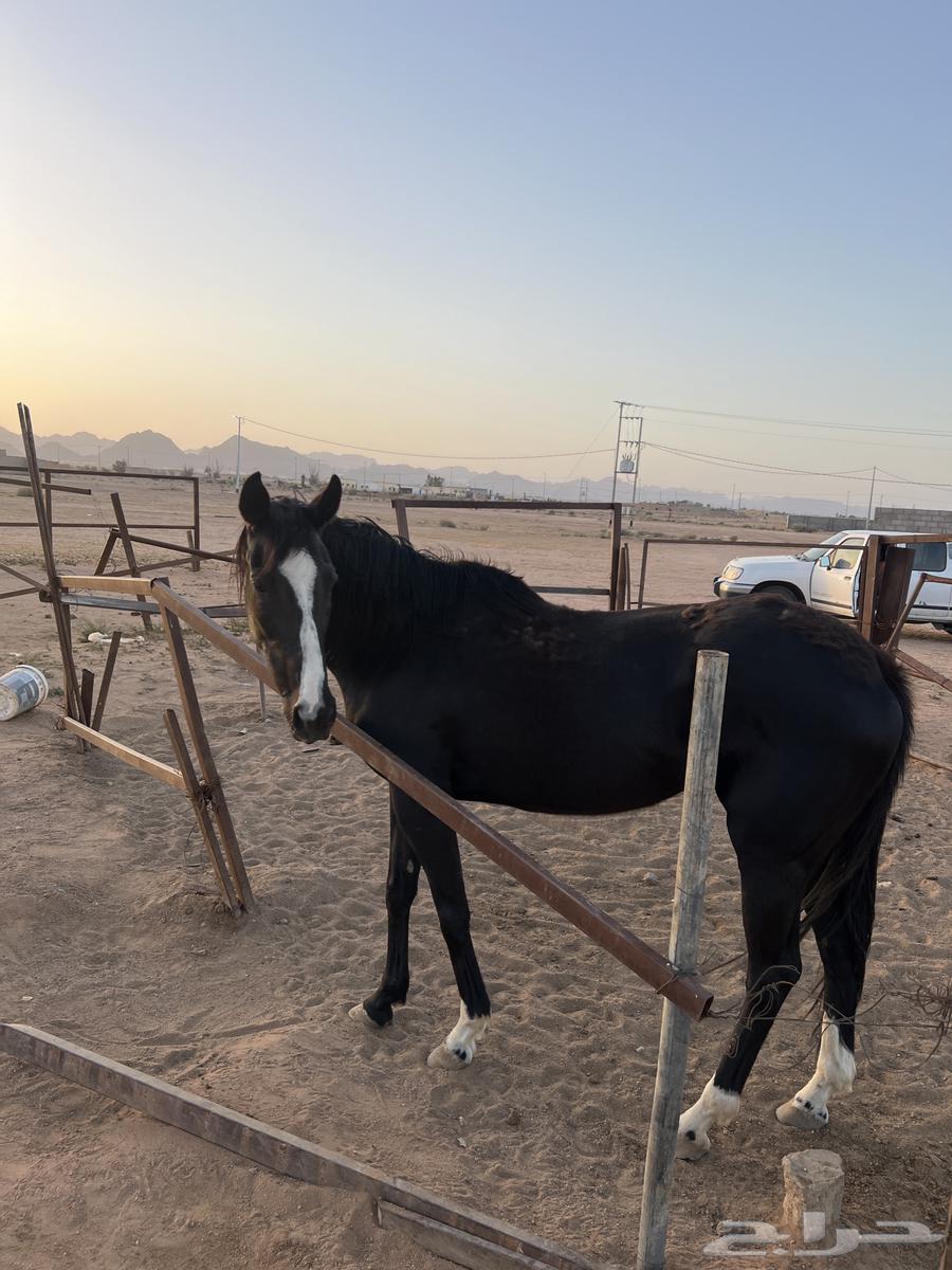 فرس انغليزيه بدون اوراق63073764928258112