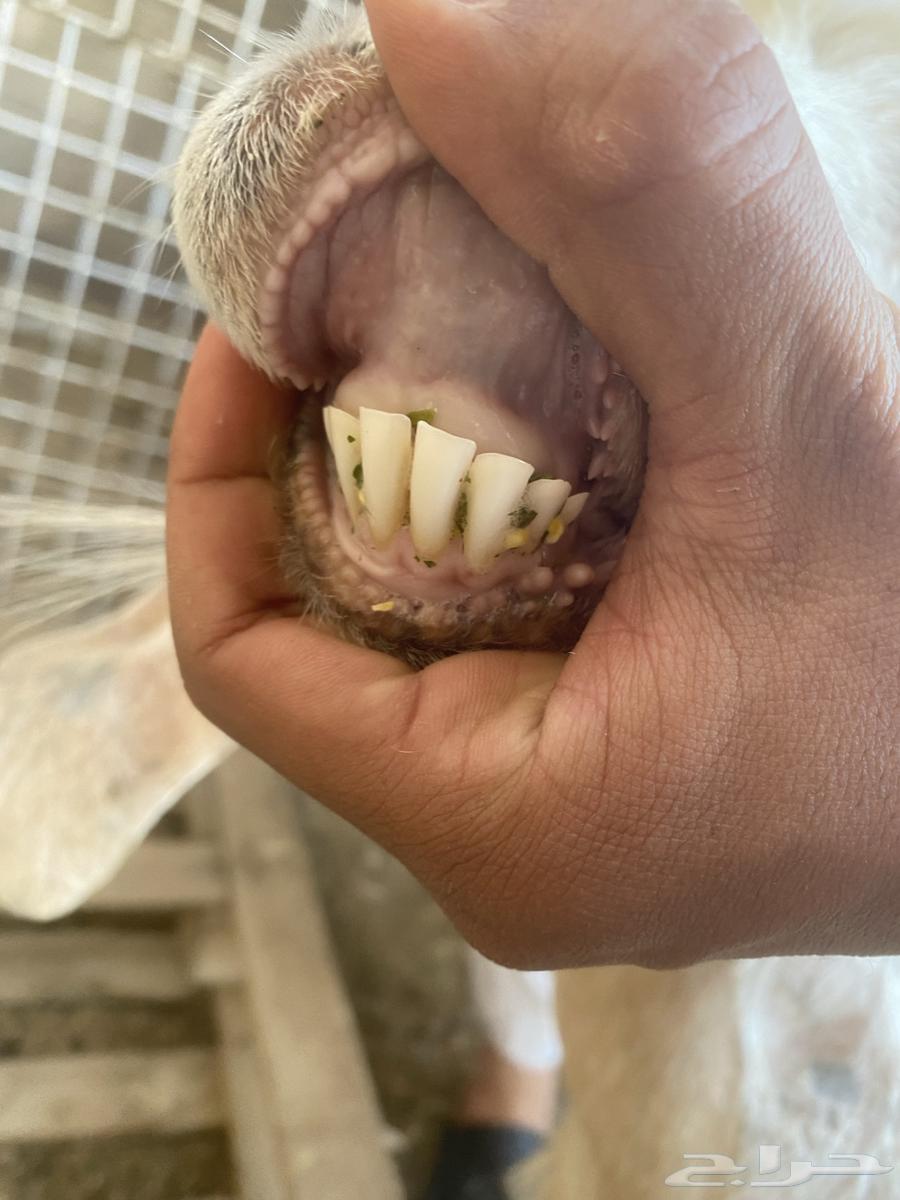 للبيع عنز معها جفره طيبه ماشاءالله63074161272578113