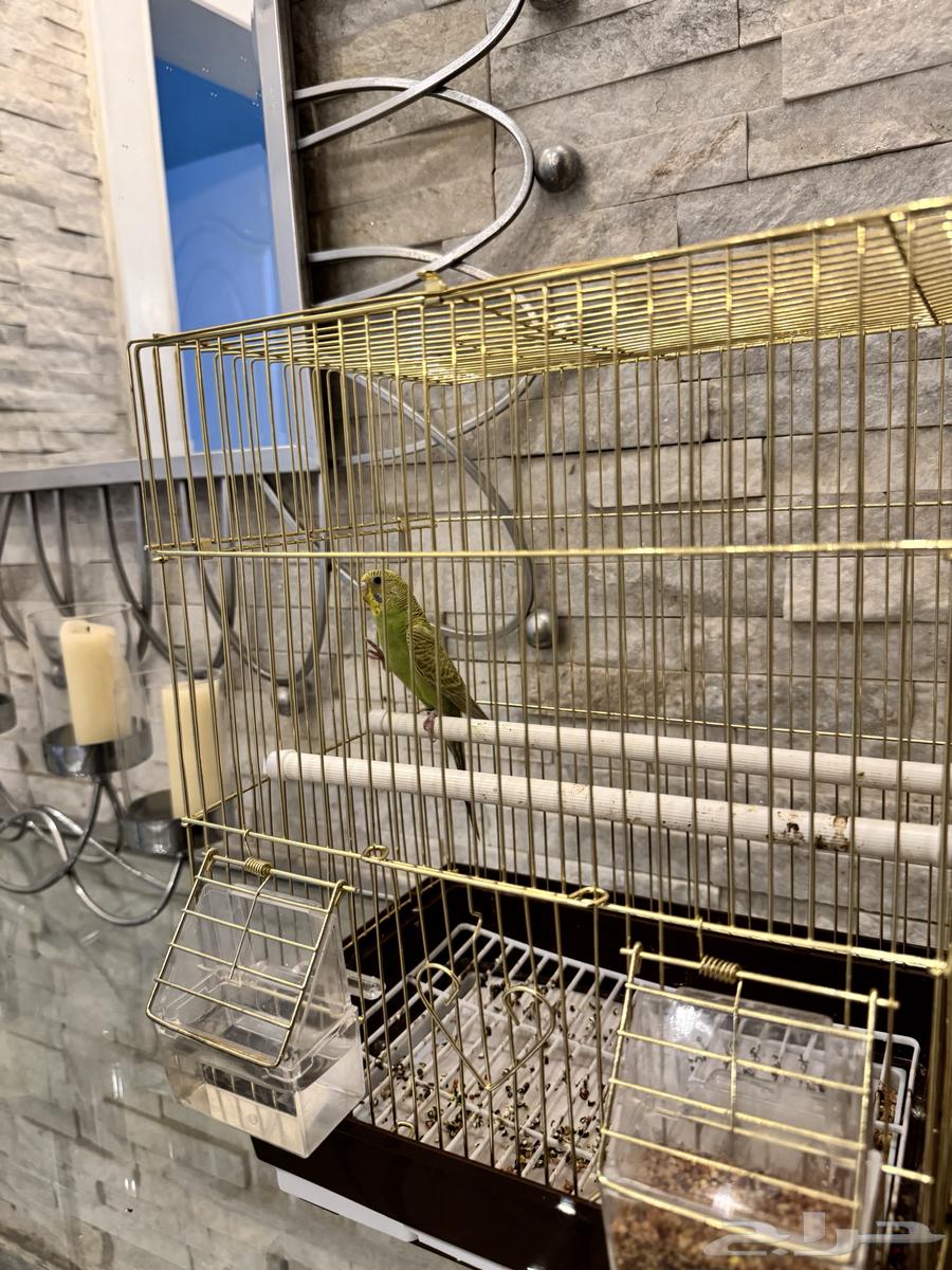 Love birds63074559071362111