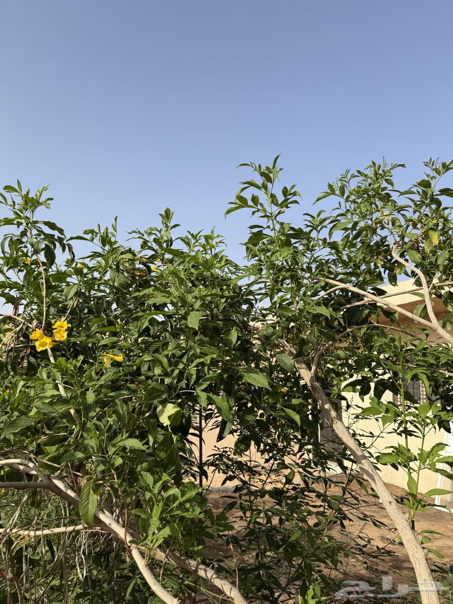 تم البيع63470054140162114