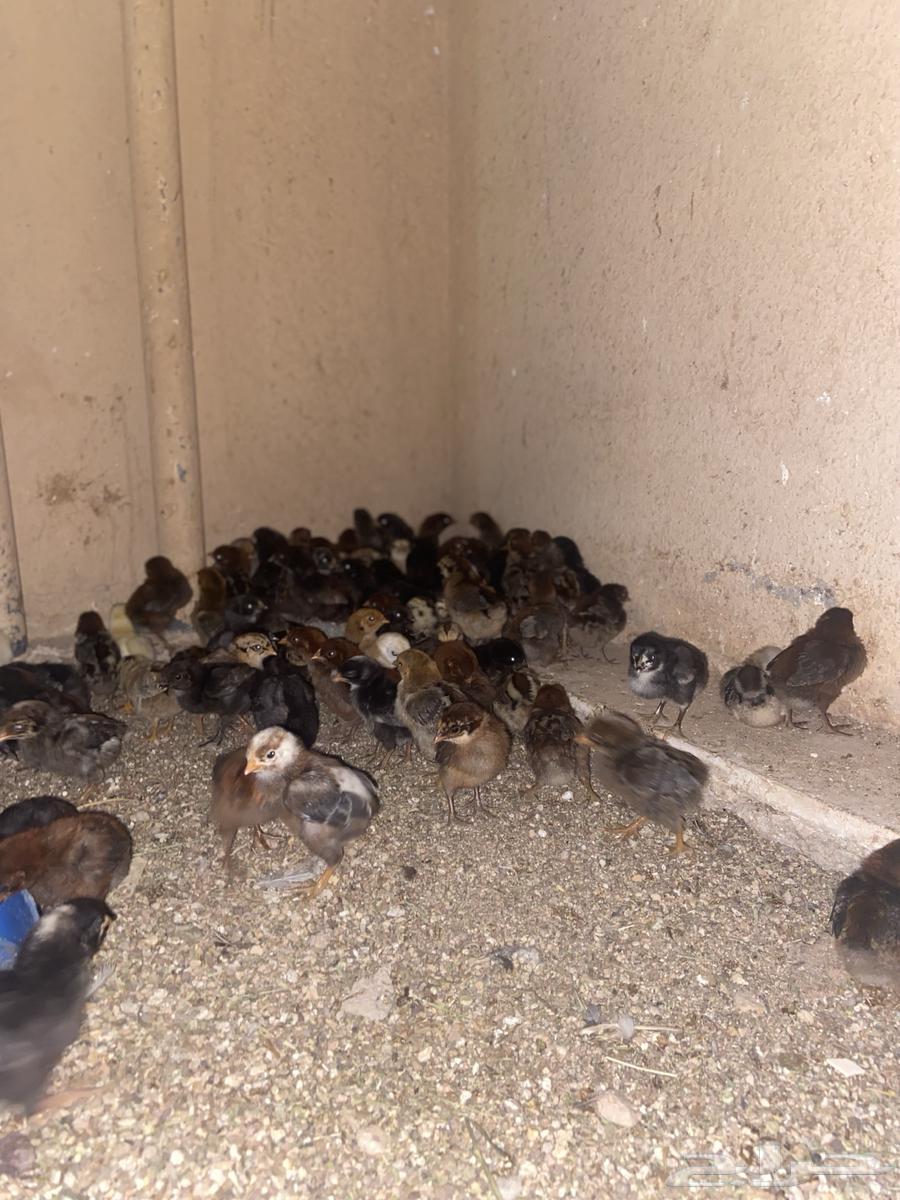 Chicken sauce63073775199617112