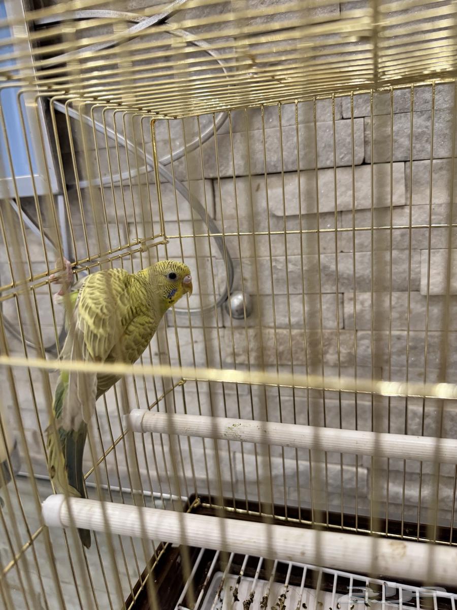 Love birds63074559071362112