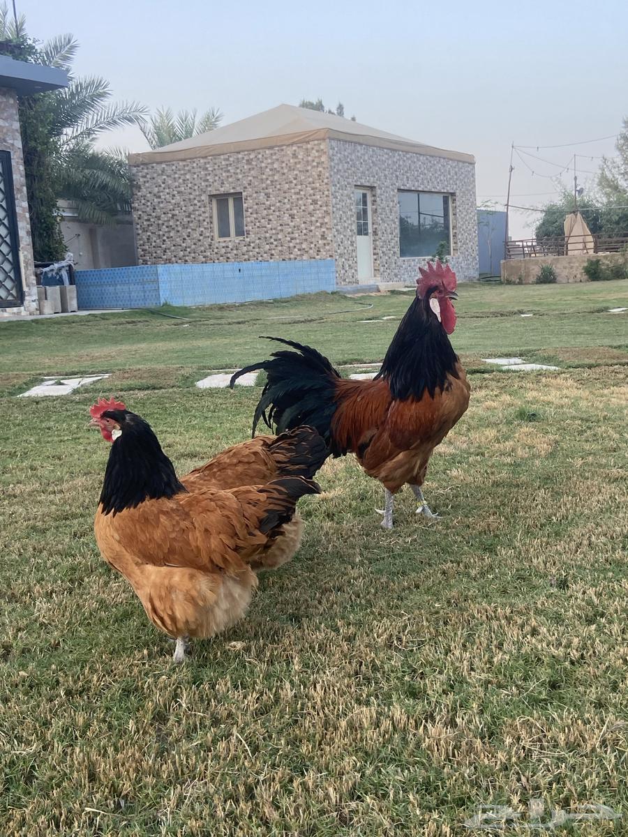 Chicken sauce Fourriere63076574680067114