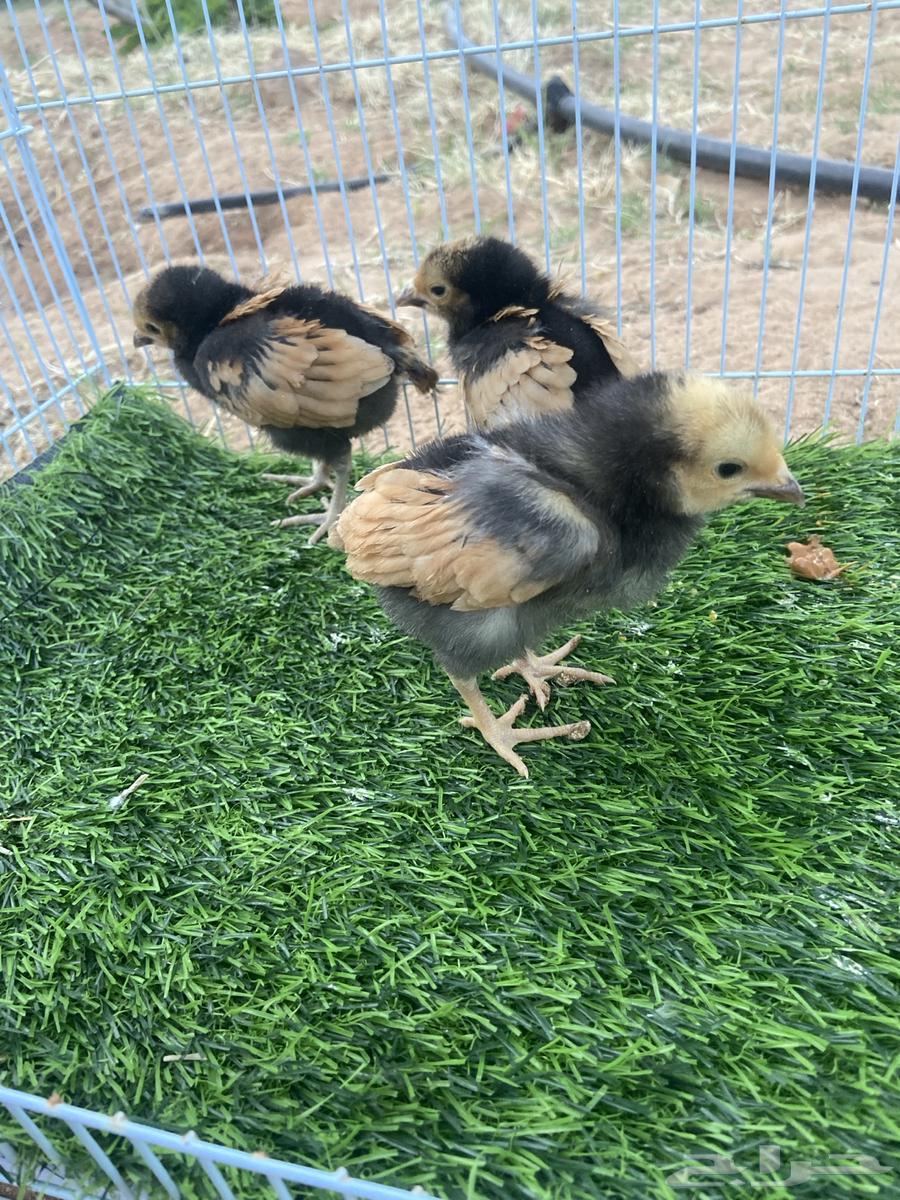 Chicken sauce Fourriere63076574680067111