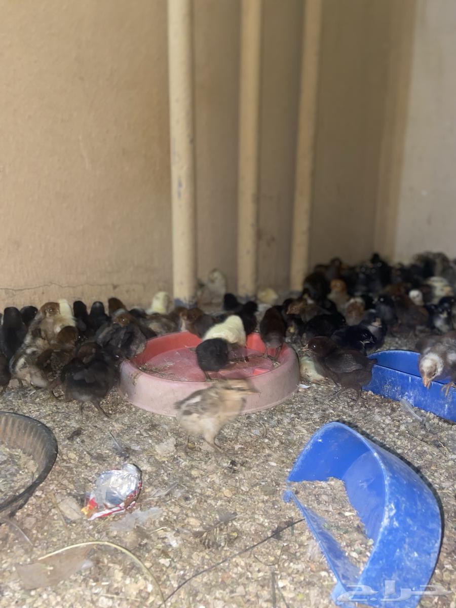 Chicken sauce63073775199617111