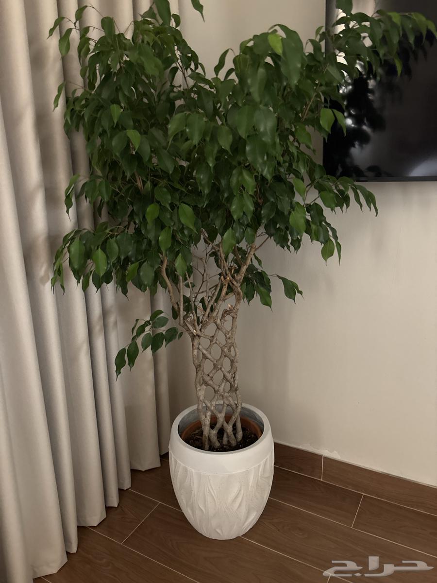 Indoor plants63077375696898111