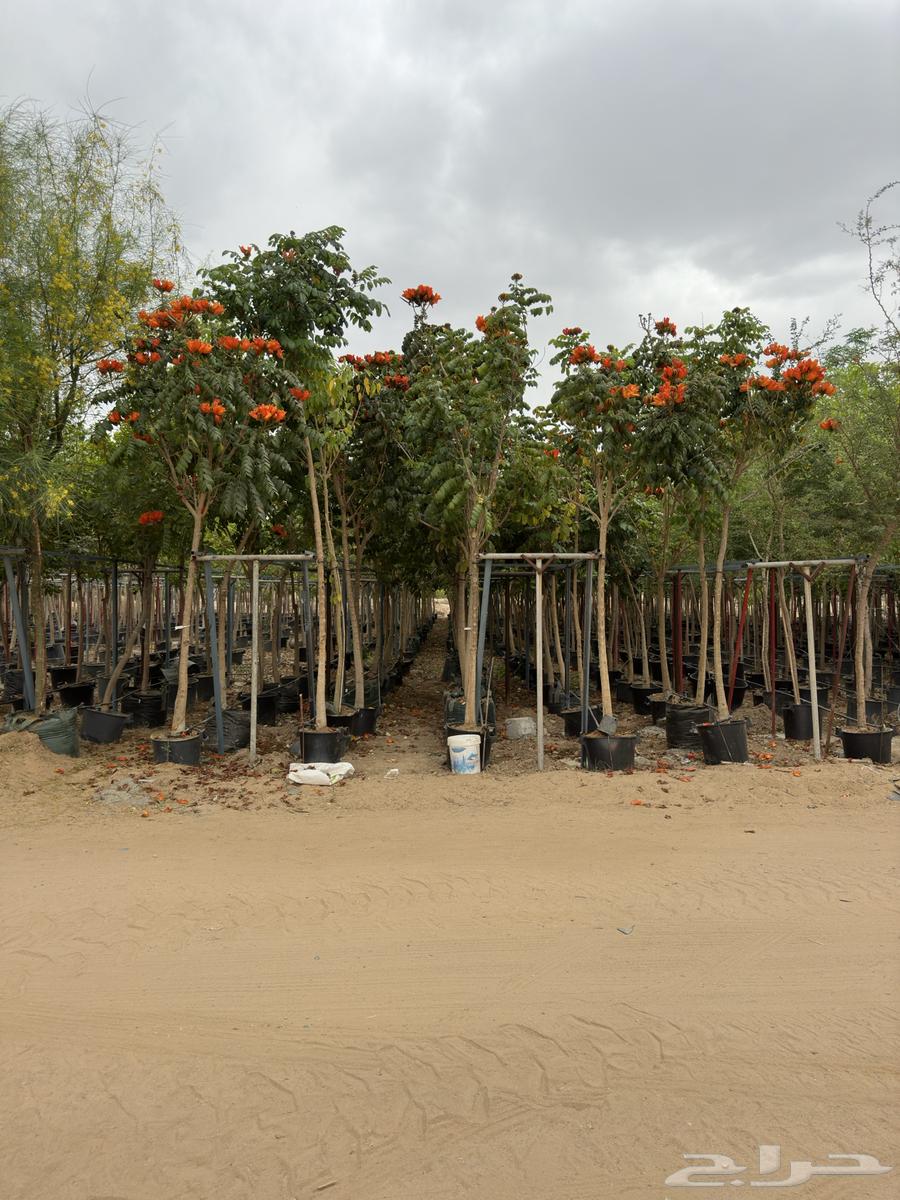 Trees of Terminalia and Tspesia and Ficus tsama and sidr large sizes Najran63075394635394114