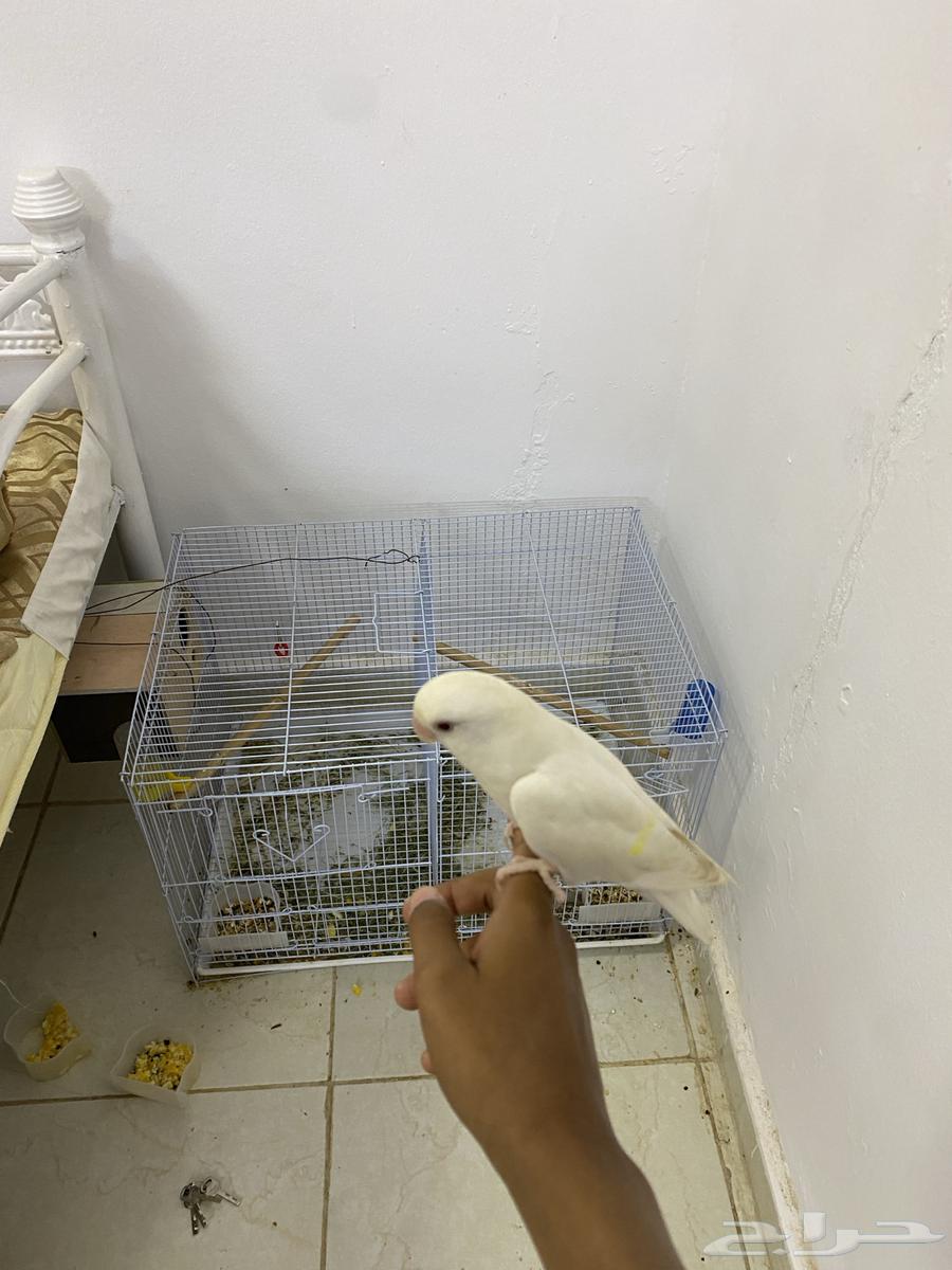 طيور روز زوج منتج طفره بنفسجي وفرد البينو هدد ذكر63072488732034113