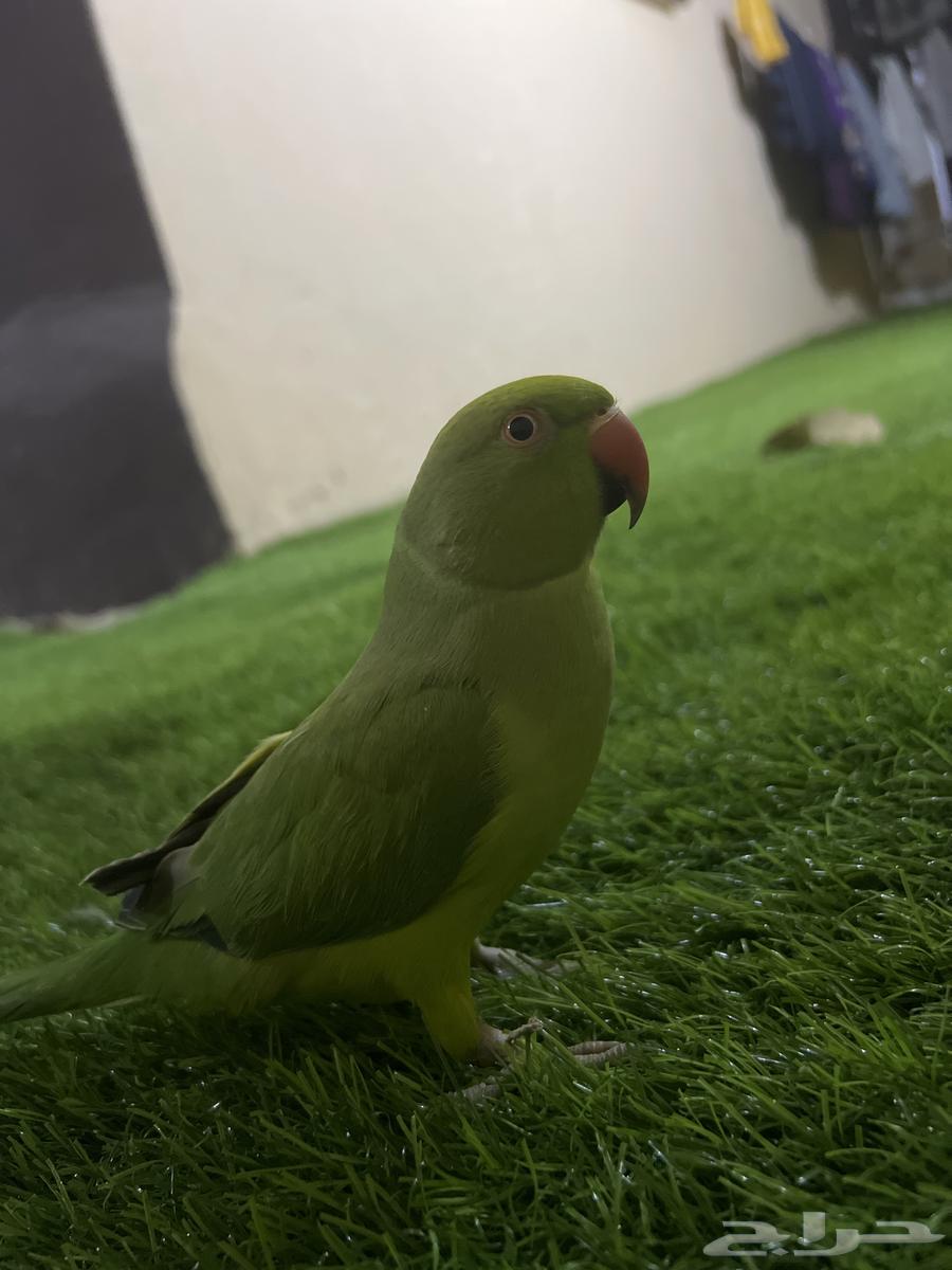 Parrot for sale630733319770901111
