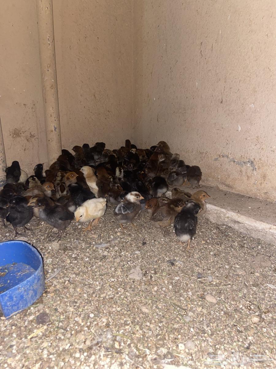 Chicken sauce63073775199617112