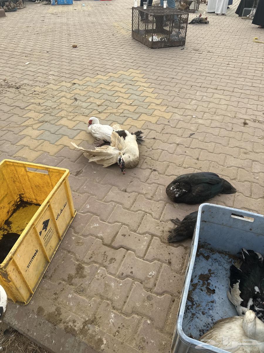 بط للبيع63075400777987111