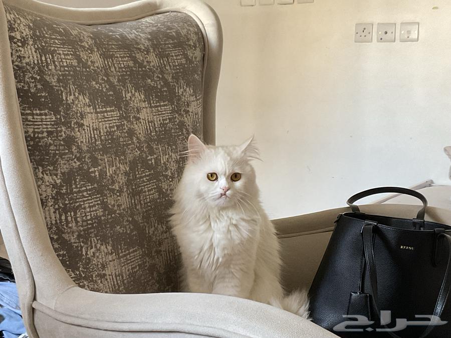 A lost cat (reward 1000) for whoever finds it63074140481794112
