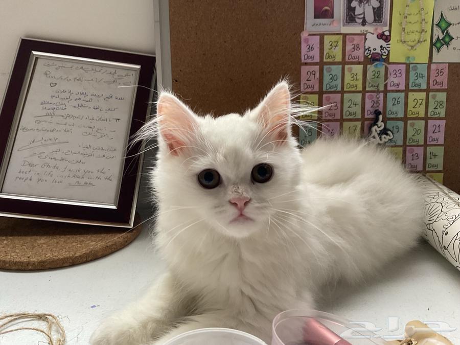 A lost cat (reward 1000) for whoever finds it63074140481794114