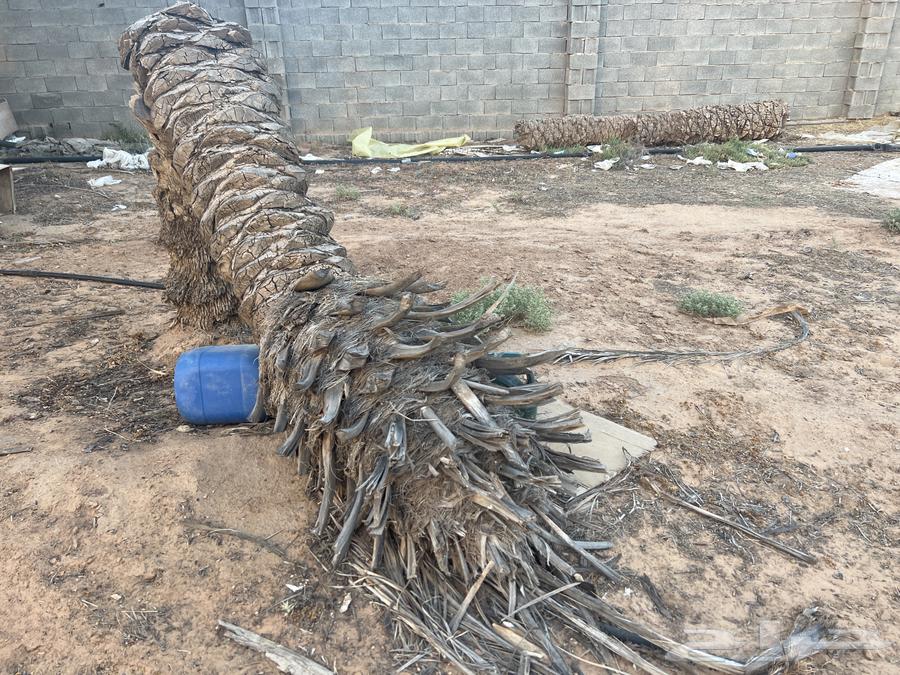 Palm trunks for sale63073765089154114